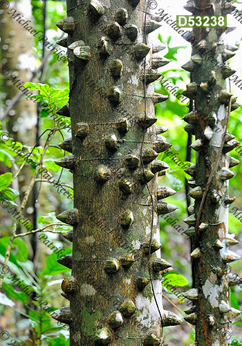 Kapok (Ceiba pentandra, Malvaceae)